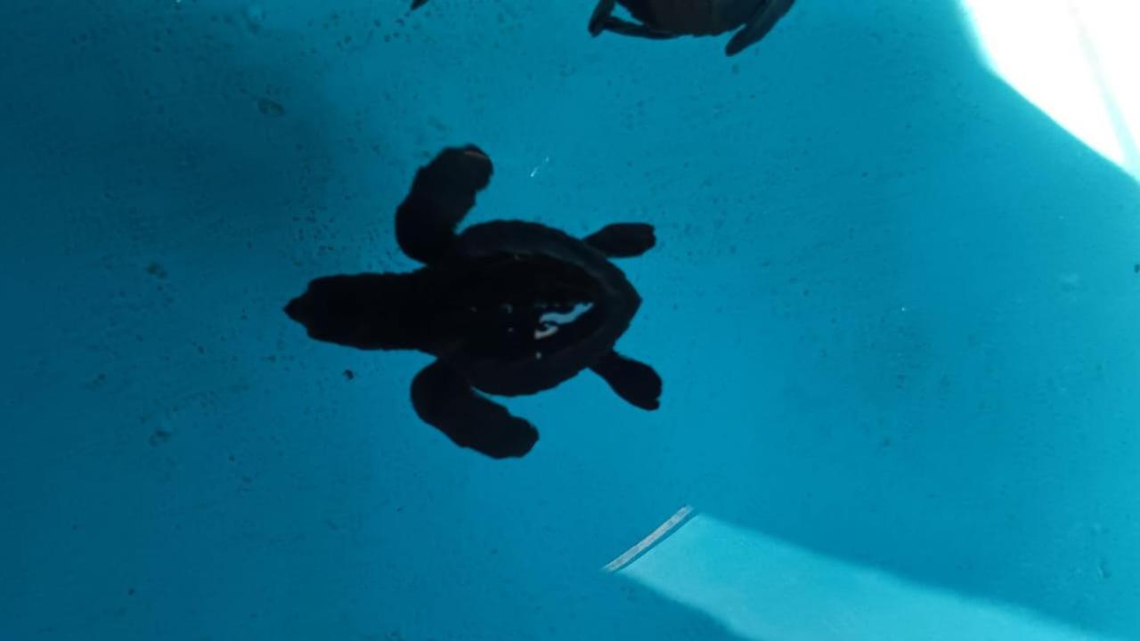 The Beach Bungalows & Turtle Sanctuary Pemuteran Exterior foto