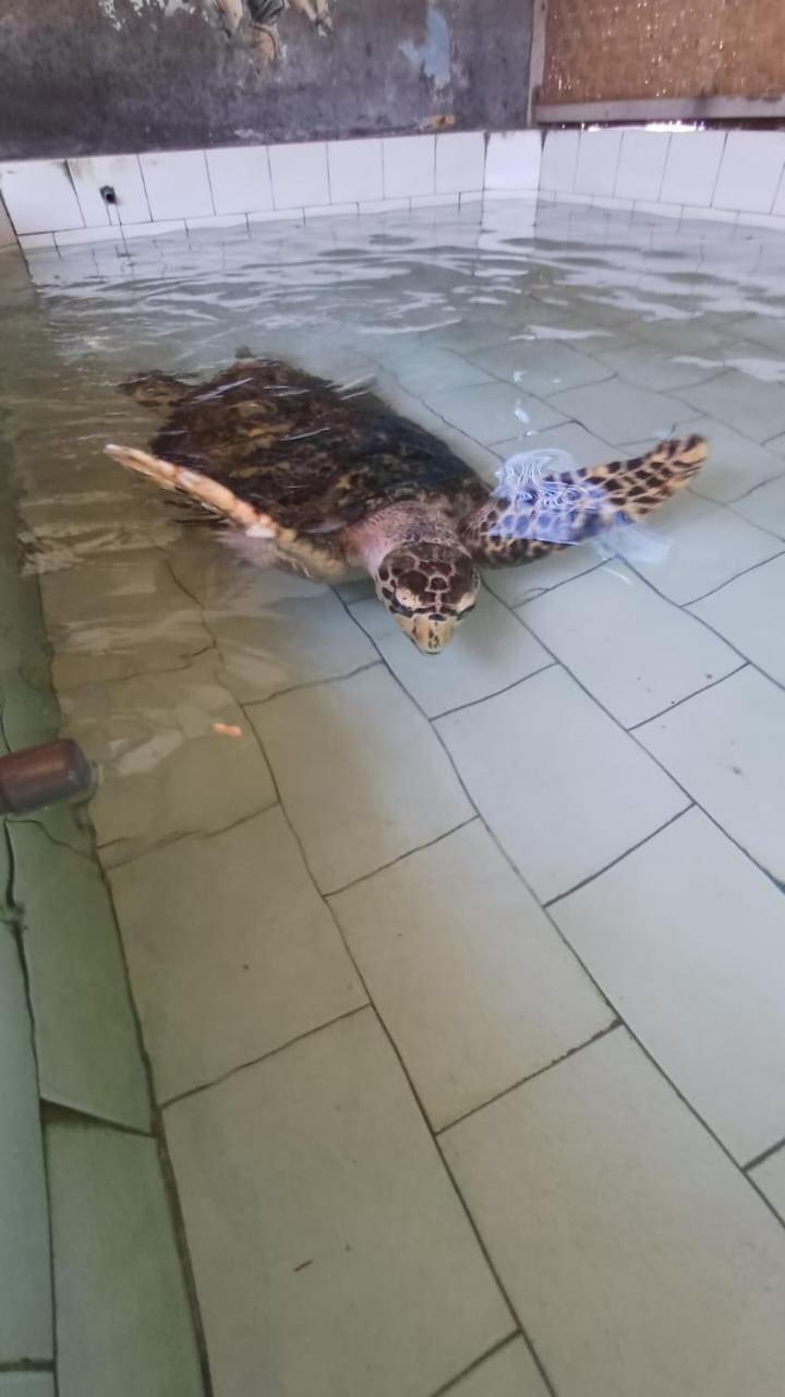 The Beach Bungalows & Turtle Sanctuary Pemuteran Exterior foto