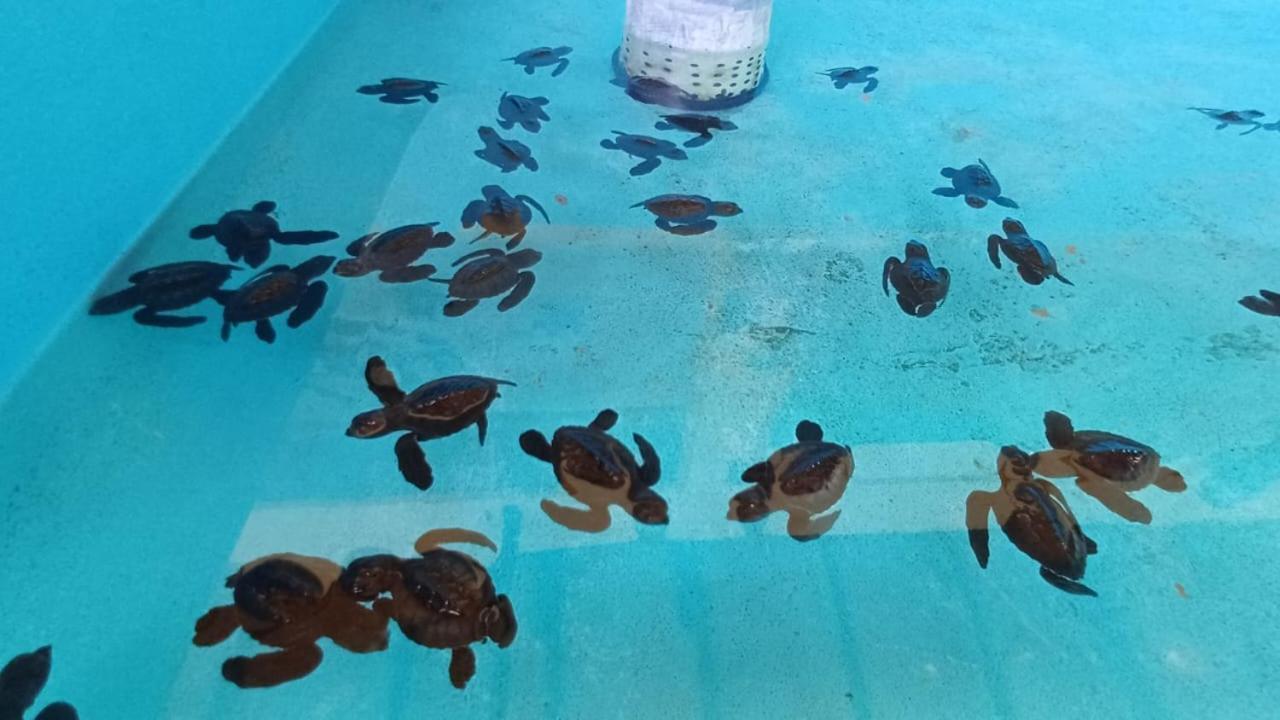 The Beach Bungalows & Turtle Sanctuary Pemuteran Exterior foto